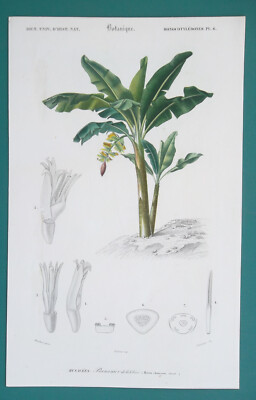 CHINESE DWARF PLANTAIN Tree Plant Genus Musa - 1849 COLOR Botanical Print