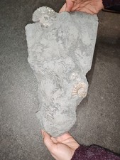 Blocco di fondale con ammoniti fossili