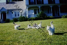 ORIGINAL 1940 Americana 35mm Red Border Kodachrome Photo Slide Candid 001816