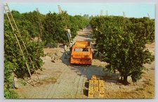Harvesting Scene in Florida's Orange Groves Vintage Photochrome Postcard