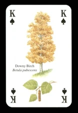 1 x playing card - Downy Birch tree - King of Spades ZU 16
