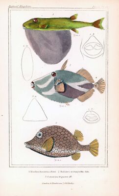 1837 FISH TRIODON Kugelfisch BATISES OSTRACION Kastenfisch (CAK-9)