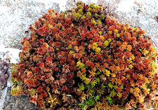  Live Sphagnum Moss, 2 Pieces As Found  Maine 