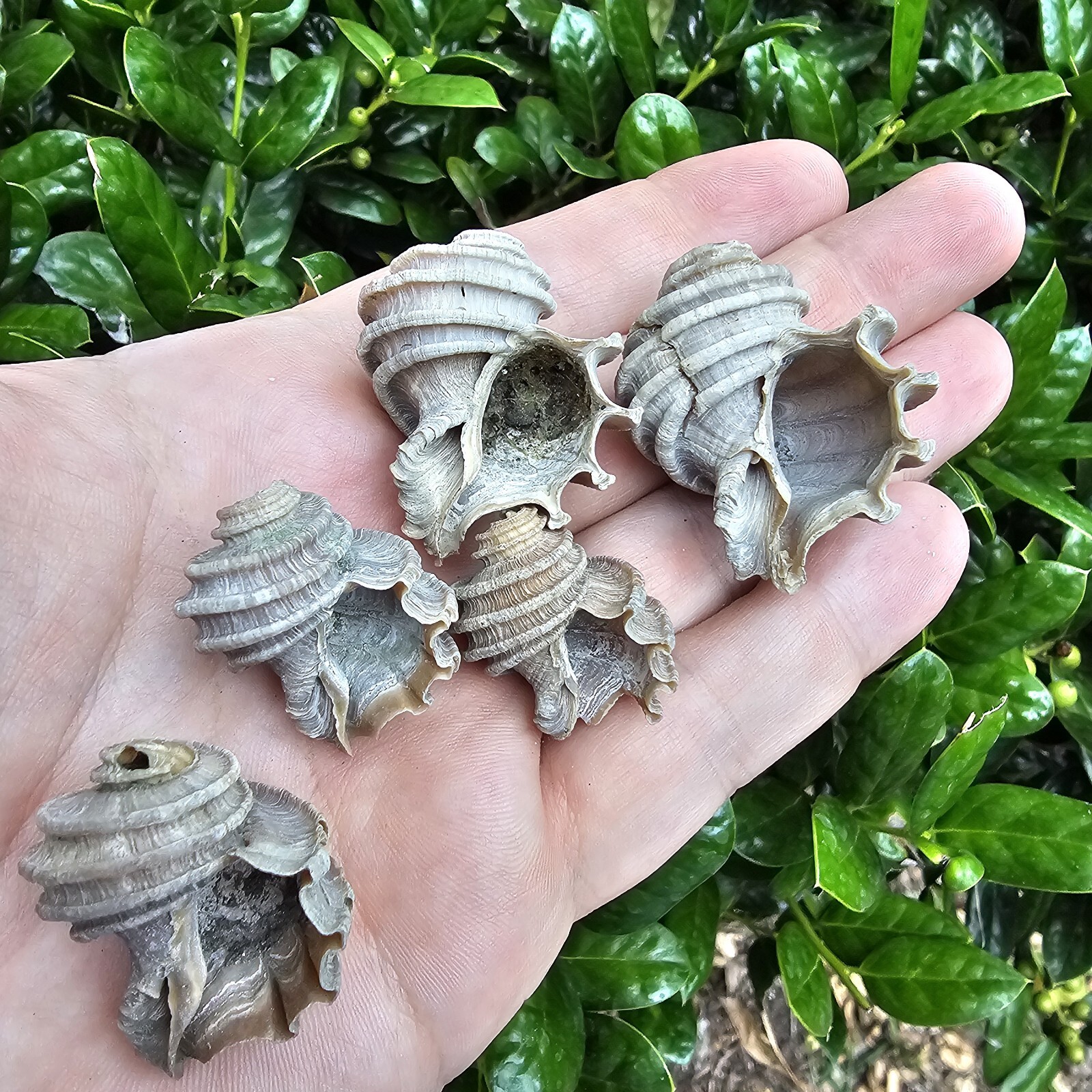 Lot Of 5 Ecphora Fossil Shell Lee Creek North Carolina Shark eBay