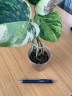 Variegated Monstera deliciosa large form - Monstera aurea reflective insulation — photo 6