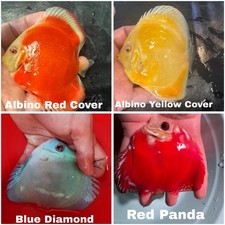 Pack of 4 Live Discus Fish 3.75" - 4" Vibrant Aquarium Fish Overnight Ship