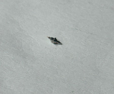 ILLINOIS 16 SIZE POCKETWATCH 47633 BALANCE STAFF DR BUNN PIVOT 10--- BB -2024