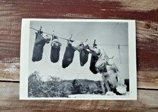 1989 MOTHER COCKER SPANIEL TENDING HER 4 PUPPIES HANGING IN SOCKS ON A LAUNDRY