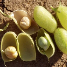 Marvel Chickpea Seeds - For 2025 Planting USA Vegetable Chick Pea Bean Asian