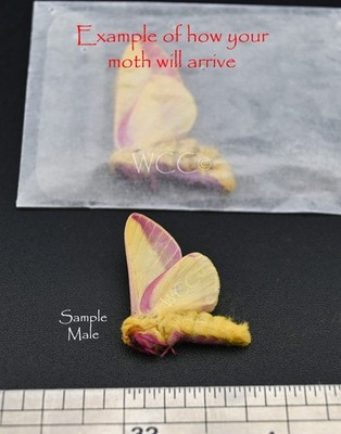 ROSEY MAPLE MOTH  MALE OR FEMALE  A+++ QUALITY    (ONE UNMOUNTED SPECIMEN) 