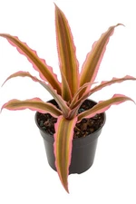 Cryptanthus Earth Star Pink– Live Indoor Plant with Pink Edged Leaves – 4” Pot