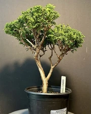 Pre Bonsai Tree Chamaecyparis Pisifera Tsukumo Cypress 10” Tall 3 3/4” Tall Pot