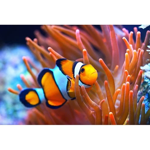 Sylvania Tubo De Fluorescente T5 Aquastar 85Cm FHO 39W/174 G5 10000K Acuario - Imagen 2 de 3