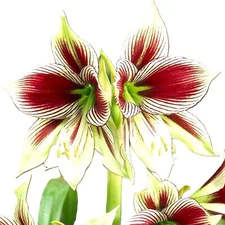 Amaryllis  Papilio Hippeatrum Butterfly 25+ Landscaping Pack of Seeds.
