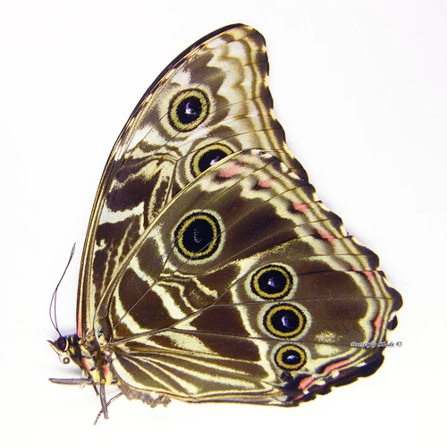Unmounted Butterfly/Morphidae - Morpho deidamia mariae, FEMALE, Peru
