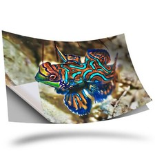 1 x Vinyl Sticker A3 - Mandarinfish Tropical Madarin Fish #45666