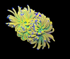 WYSIWYG Holy Grail Torch Live Coral – Frag Euphyllia LPS for Reef Aquarium