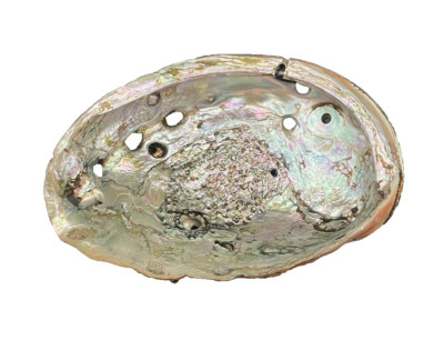 Natural Abalone Half Shell Iridescent