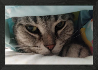 Katze unter Decke Nahaufnahme Portrait gerahmt Wandbild Poster Leinwanddruck Bild