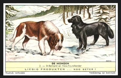 Image de collection Liebig, St-Bernard et New-Foundlander - Photo 1/2