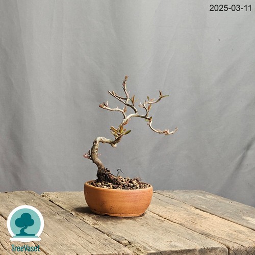 Bonsai Chaenomeles Japonica Pianta in Vaso Artigianale Fior di Pesco Outdoor - Foto 15 di 17