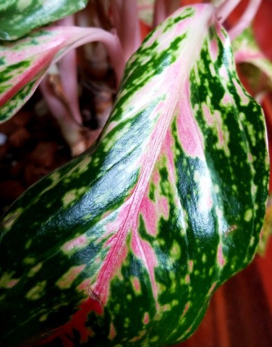 RARE XL Aglaonema Lao Nam Thong 19" Tall Multi Plants No Anthurium Philodendron - Picture 9 of 20