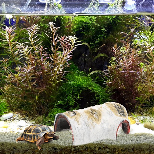 5 PCS Reptilienversteck Höhle Schildkrötenhaus Reptilienversteckhaus - Bild 12 von 12