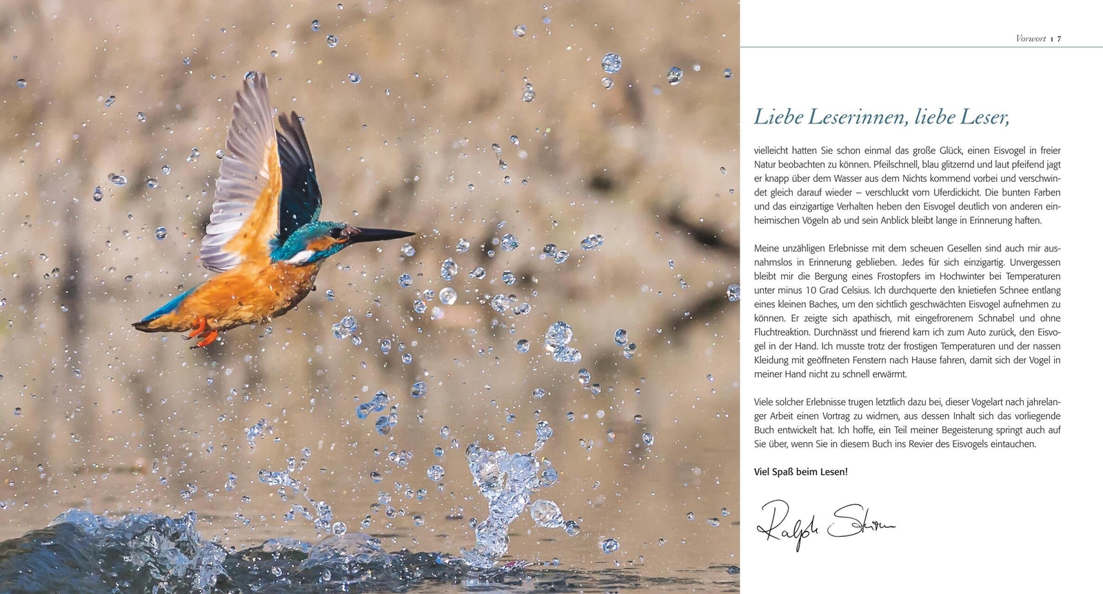Thumbnail - Ralph Sturm Eisvogel Ganz Nah