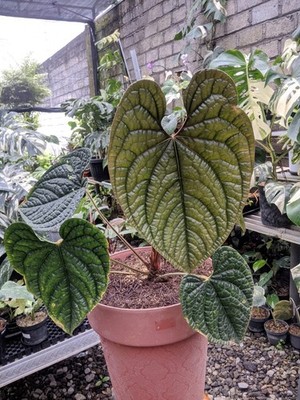 Anthurium Luxurian Ecuador Very Beauty Real Picture Free Phitosanytari