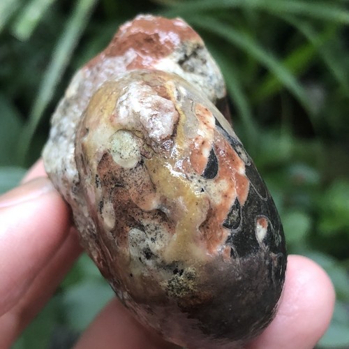 77G INCREÍBLE PERMIAN ENTERO 3 COLORES SUTURA AMONITA FÓSIL CALCITA MOLUSCO - Imagen 6 de 15