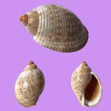 Tonnidae, Tonna pennata, Natal, Brazil, 52 mm, LOVELY, HARD