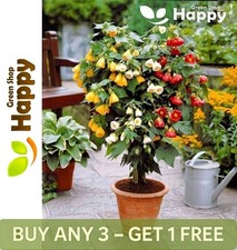 FLOWERING MAPLE - 30 SEEDS - Abutilon hybridum - GARDEN