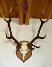 Lot de 12 pièces naturalisées cabinet de curiosité trophées de Chasse