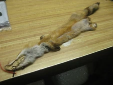 Tanned Red Fox Hide #00002750 REDUCED DAMAGED Row A-10