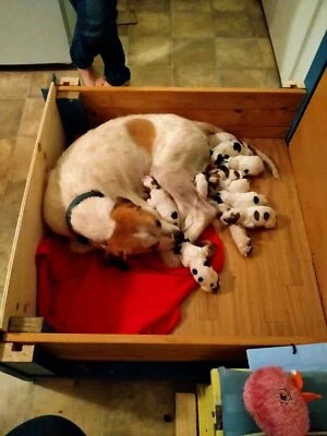 gumtree basset hound