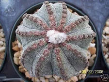 Astrophytum multicostatum 10 ribs myriostigma cacti rare cactus seed 100 SEEDS