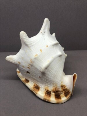 Cassis Cornuta 19.1 cm, F++, Sea shell, Horned helmet, Cassidae, Home Decor