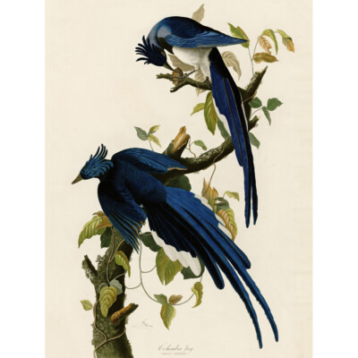 Audubon Vögel Columbia Eichelhäher Gemälde Leinwand Wandbild Kunstdruck Poster