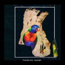 Rainbow Lorikeet - PRINT - WITH FEATHERS - Direct from Artist