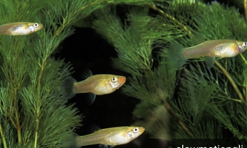 50 Mosquito Fish Gambusia Minnows Mosquito Control Misquito FREE SHIPPING