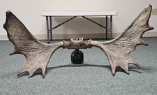 FRESH ALASKAN MOOSE ANTLERS  HORNS RACKS TAXIDERMY