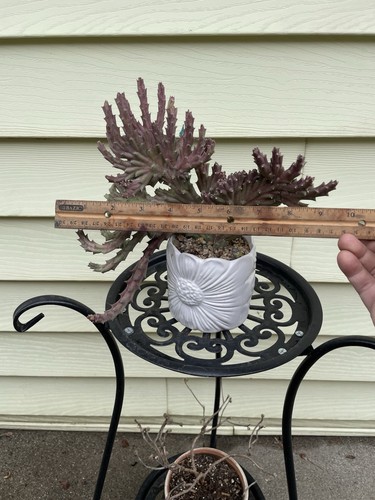 Crested Orbea Variegated stapelia Starfish-flower Shipped With Bare Rooted - Picture 15 of 18