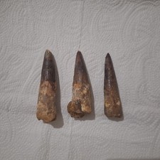 3 Genuine Spinosaurus Dinosaur Teeth Rare Fossils from Morocco Collector’s Set