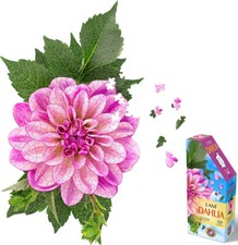 Madd Capp Games & Puzzles I Am Dahlia 350 Piece Jigsaw Puzzle