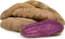 Stokes Sweet Potato Slips
