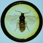 Antique microscope slide by Richard Hancock. "Sawfly".  Fine entire specimen.