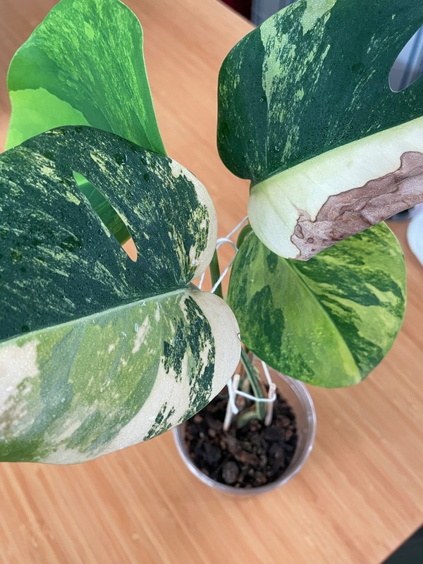 Variegated Monstera deliciosa large form - Monstera aurea reflective insulation