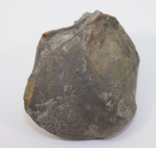 Brachiopode, Eodmitria oblivialis grandis, Devon, Frasne, Stolberg, BRD -i649 - Picture 1 of 7