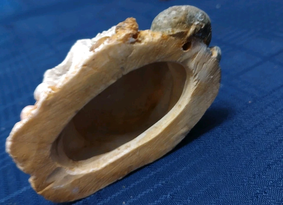 Resin 2.5"x 3.5" CLAM SHELL With Pearls AQUARIUM DECOR - Image 3 of 4