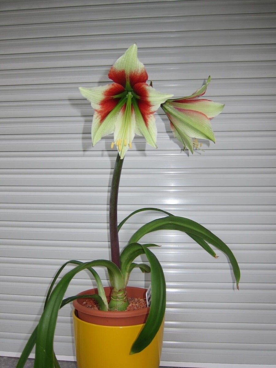 Hippeastrum pardinum x Hippeastrum bukasovii(), 5 fresh seeds, LE! | eBay